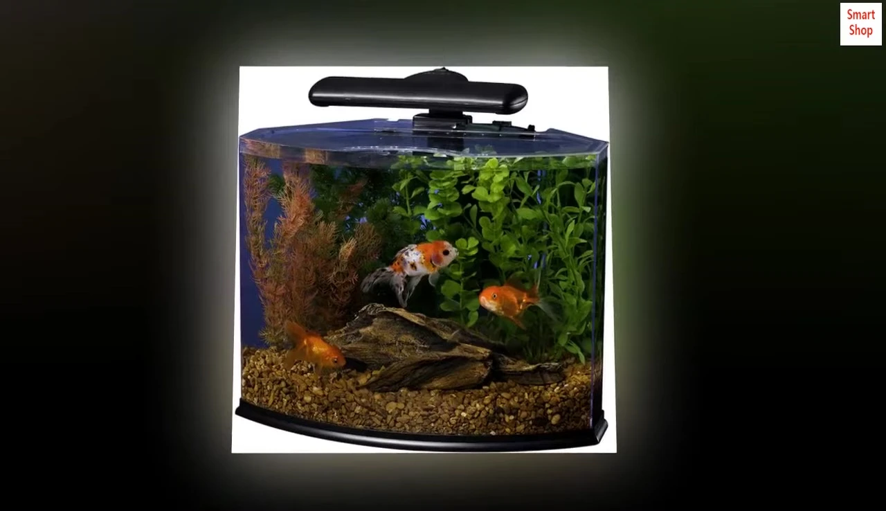 Close-up of the seamless tank showing unobstructed viewing