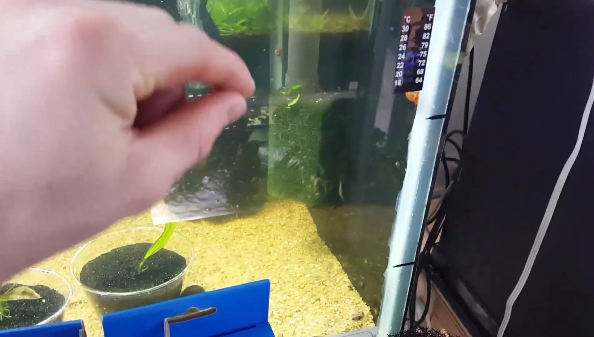 Multiple hang-on-back filters with pre-filter sponges installed.