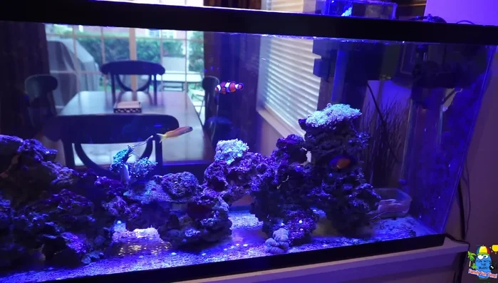 Set up LED lighting (essential for corals).