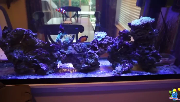 Set up LED lighting (essential for corals).