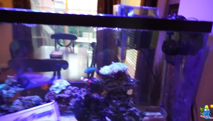 Set up LED lighting (essential for corals).