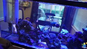 Beginner's Guide: Setting Up a Stunning Saltwater Reef Tank on a Budget