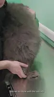 Expert Cat Sanitary Trim: A Step-by-Step Guide for Long and Short-Haired Cats