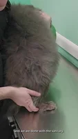 Expert Cat Sanitary Trim: A Step-by-Step Guide for Long and Short-Haired Cats