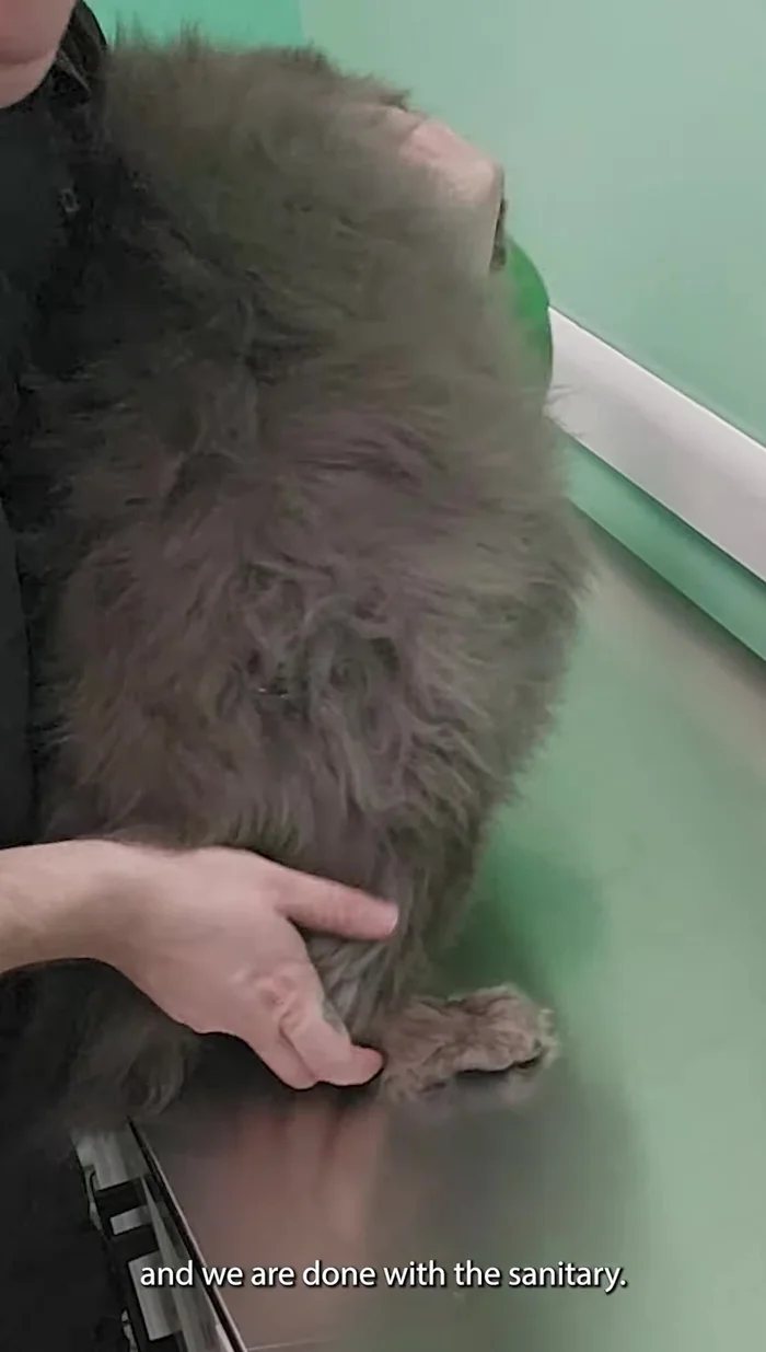 Let the cat return to a comfortable position.