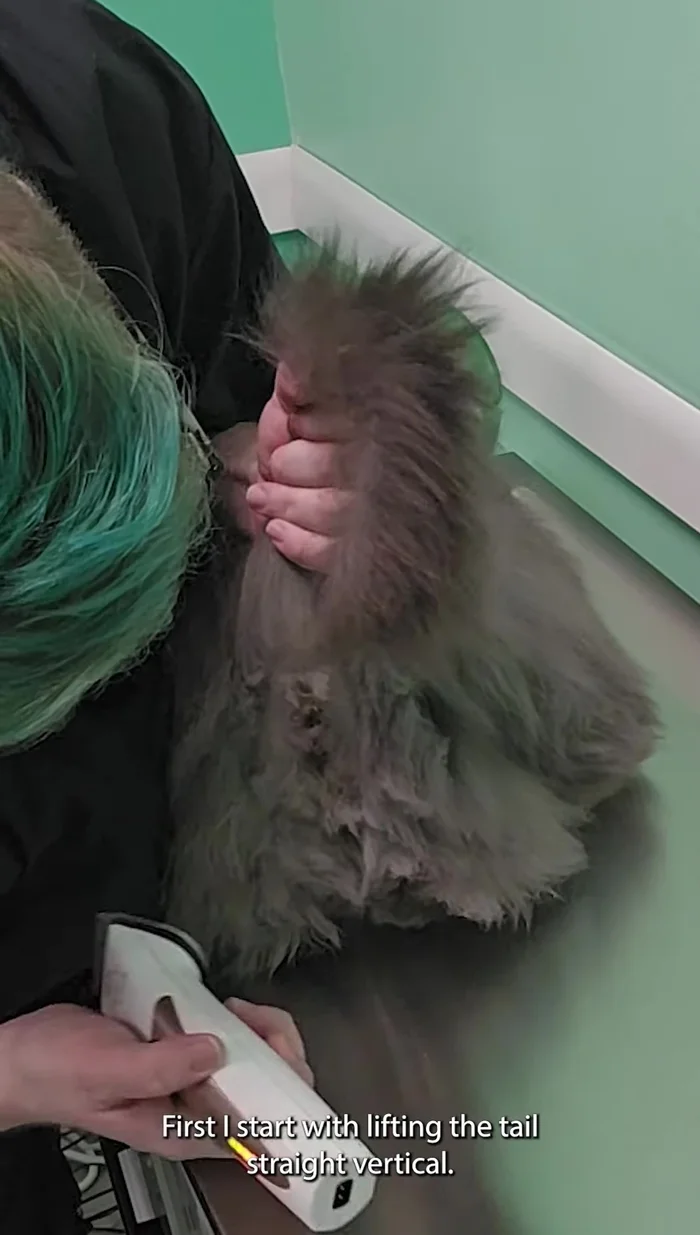 Clear all around the anus.