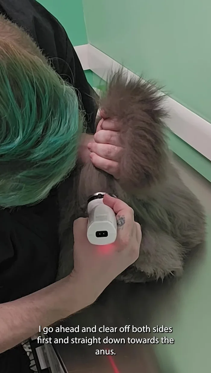 Clear all around the anus.