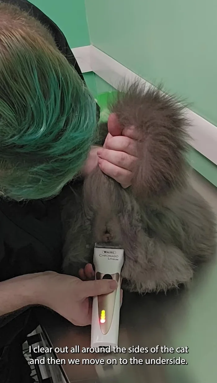 Clear all around the anus.