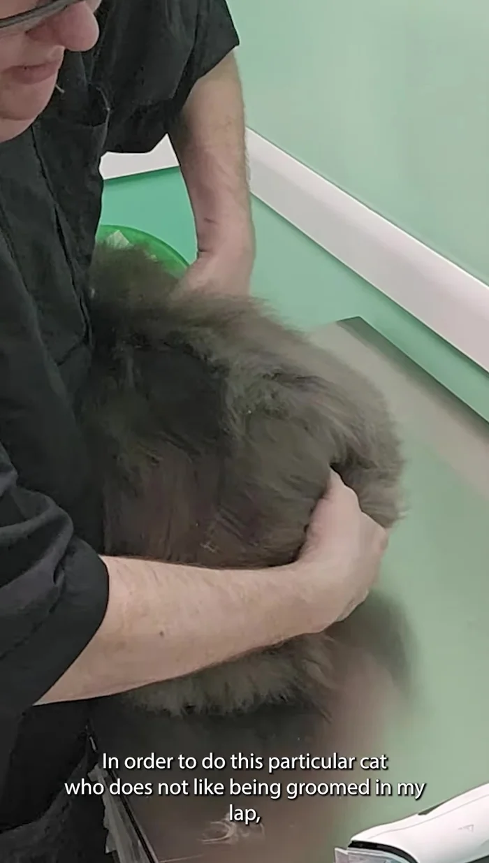 Let the cat roll over, turn it, and use a flip upside-down position, tucking the cat under your arm and extending its legs to create a flat plane for clipping.