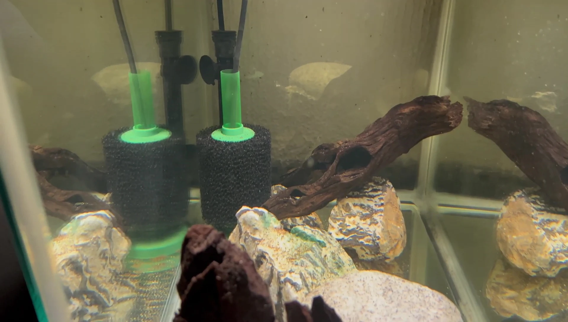 Recommendation of Aquarium Co-op sponge filter