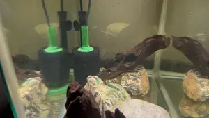 Hang On Back vs. Sponge Filters: The Ultimate Aquarium Filter Comparison