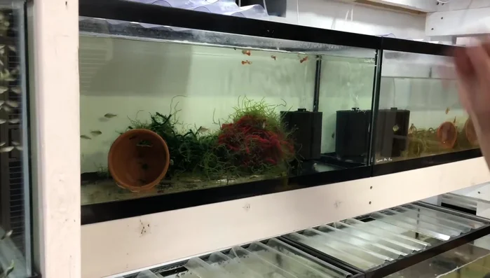 Disassemble the sponge filter into its component parts. Rinse off any snails or debris in tank water.