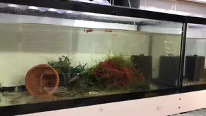 Cleaning Sponge Filters vs. Water Changes: The Most Efficient Aquarium Maintenance