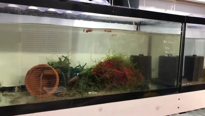 Place the cleaned sponge filter back into the aquarium.