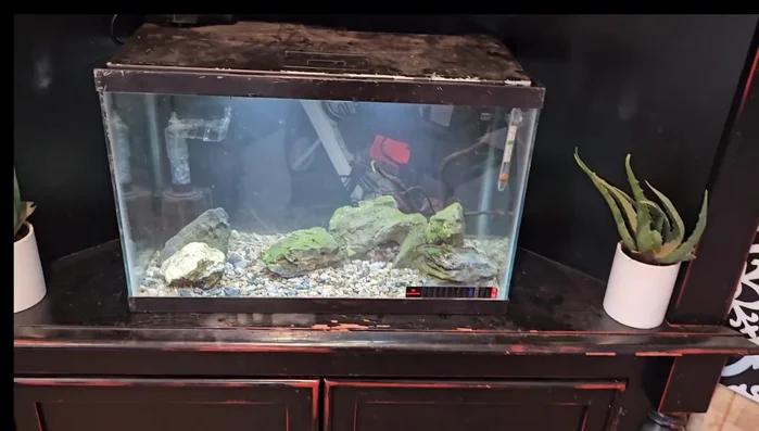 Use a pre-established sponge filter to provide immediate beneficial bacteria.