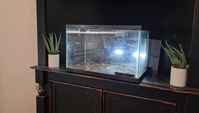 Add plants from an established tank to introduce beneficial bacteria.