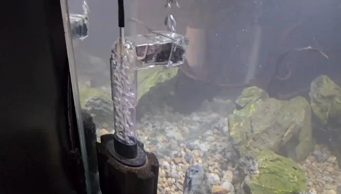 Add plants from an established tank to introduce beneficial bacteria.