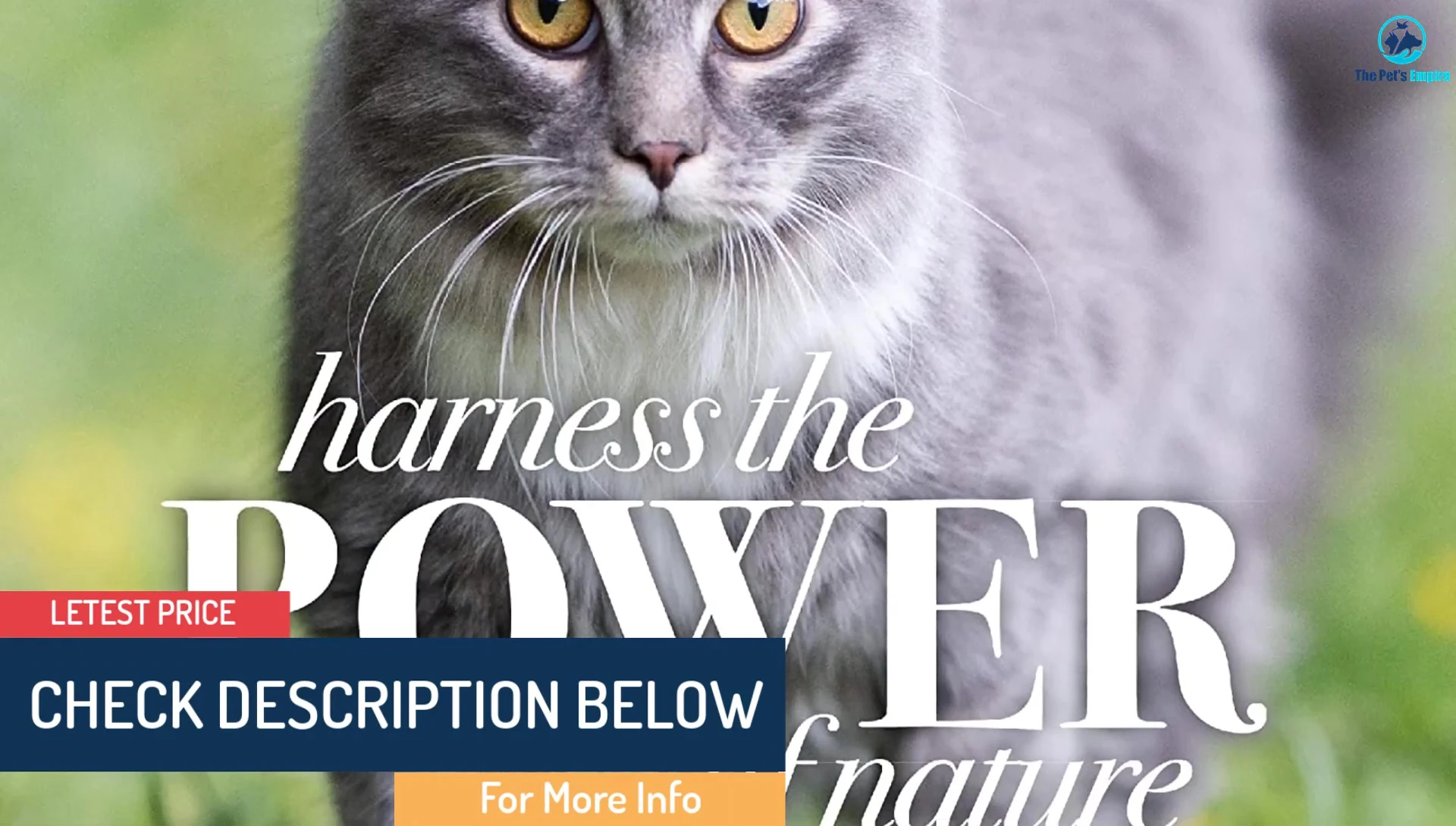 A cat with shiny, healthy fur