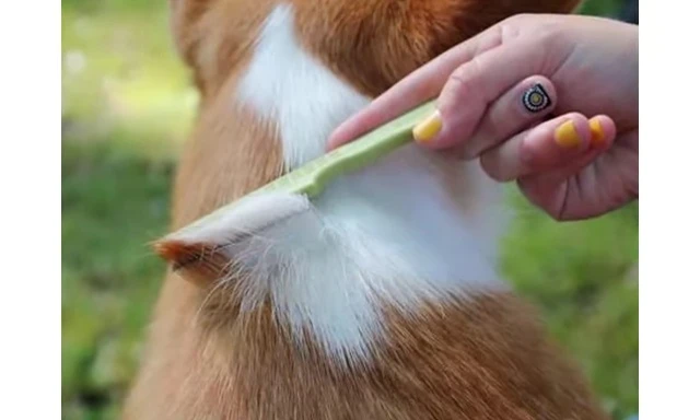 A cat being groomed with the Safari flea comb, demonstrating its ease of use.