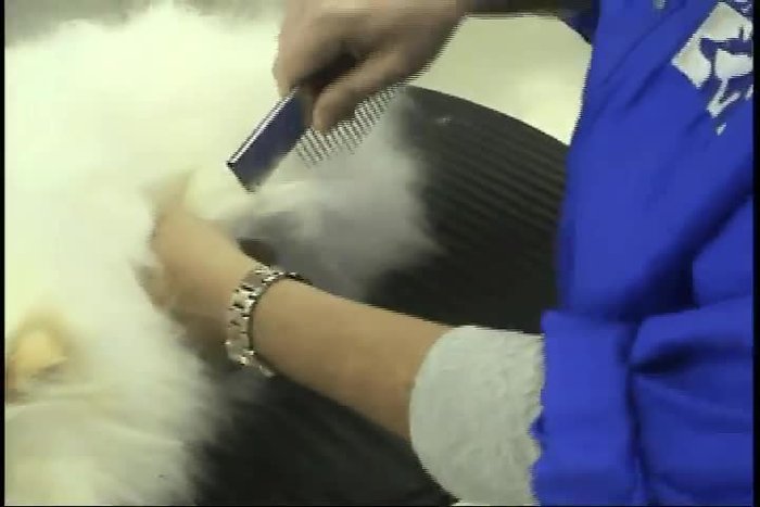 Hold the matted section gently in your hand to isolate it.