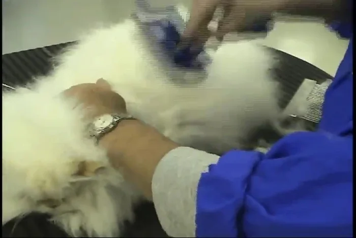 After dematting, use a slicker brush to further smooth and refine the coat, using a patting and pulling (line brushing) technique to prevent skin injury.