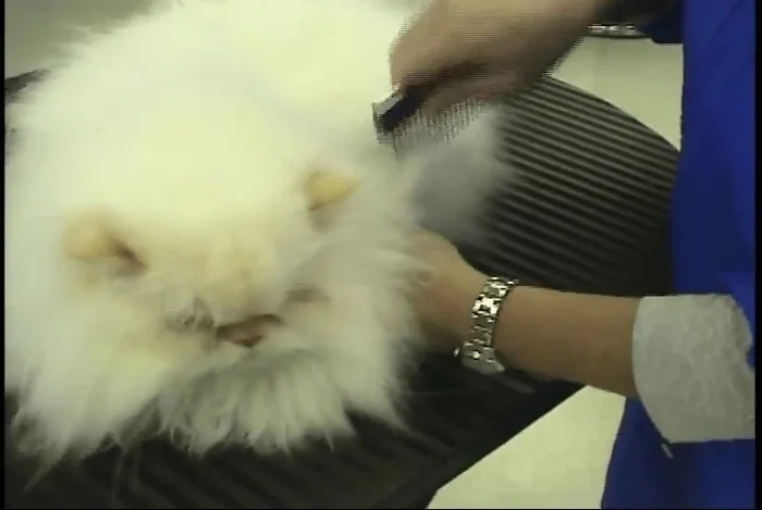 Check the area again by combing through to ensure all matting is removed. Repeat steps 2-4 if necessary.