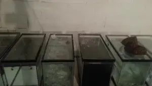 Sump vs. Sponge Filters: A Cost-Effective Multiple Tank Setup
