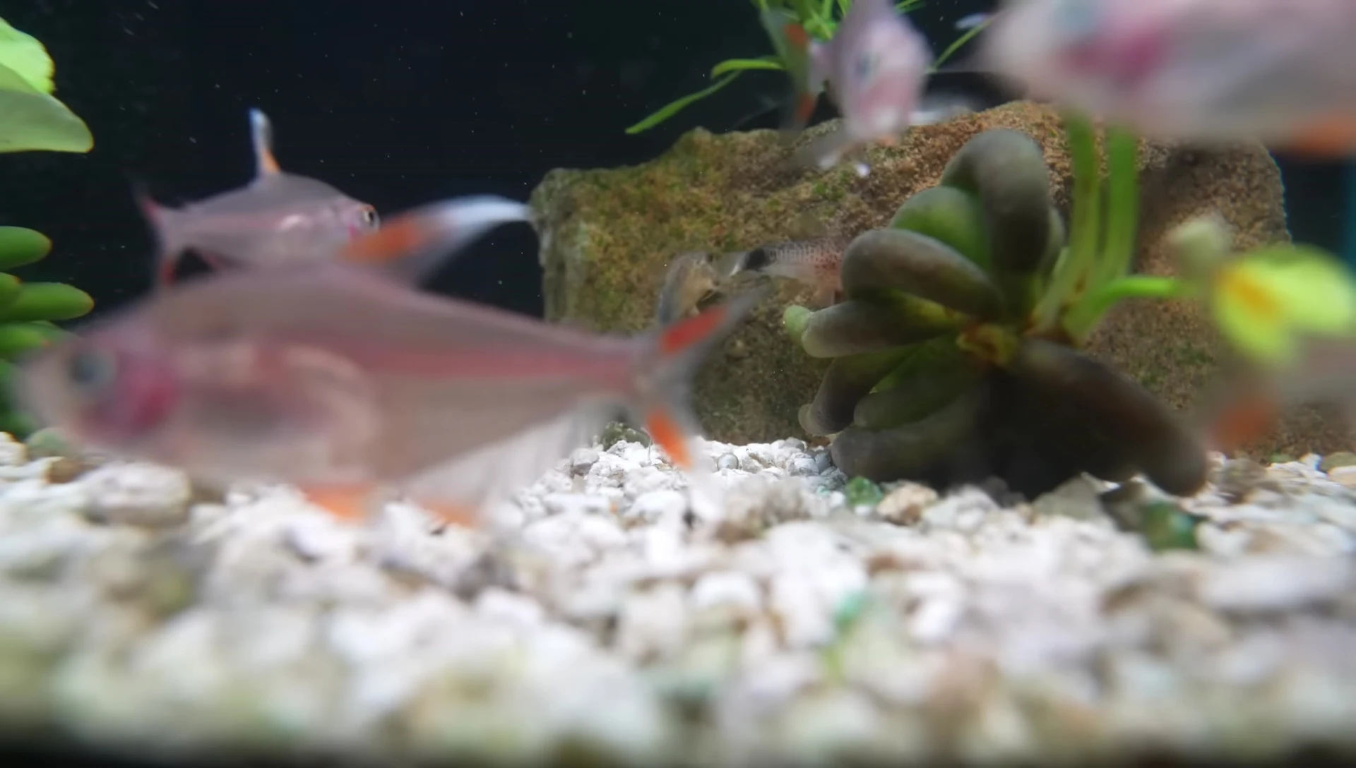 Crush coral