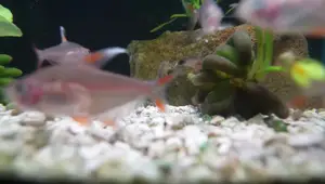 Best Aquarium Substrates: A Comprehensive Guide