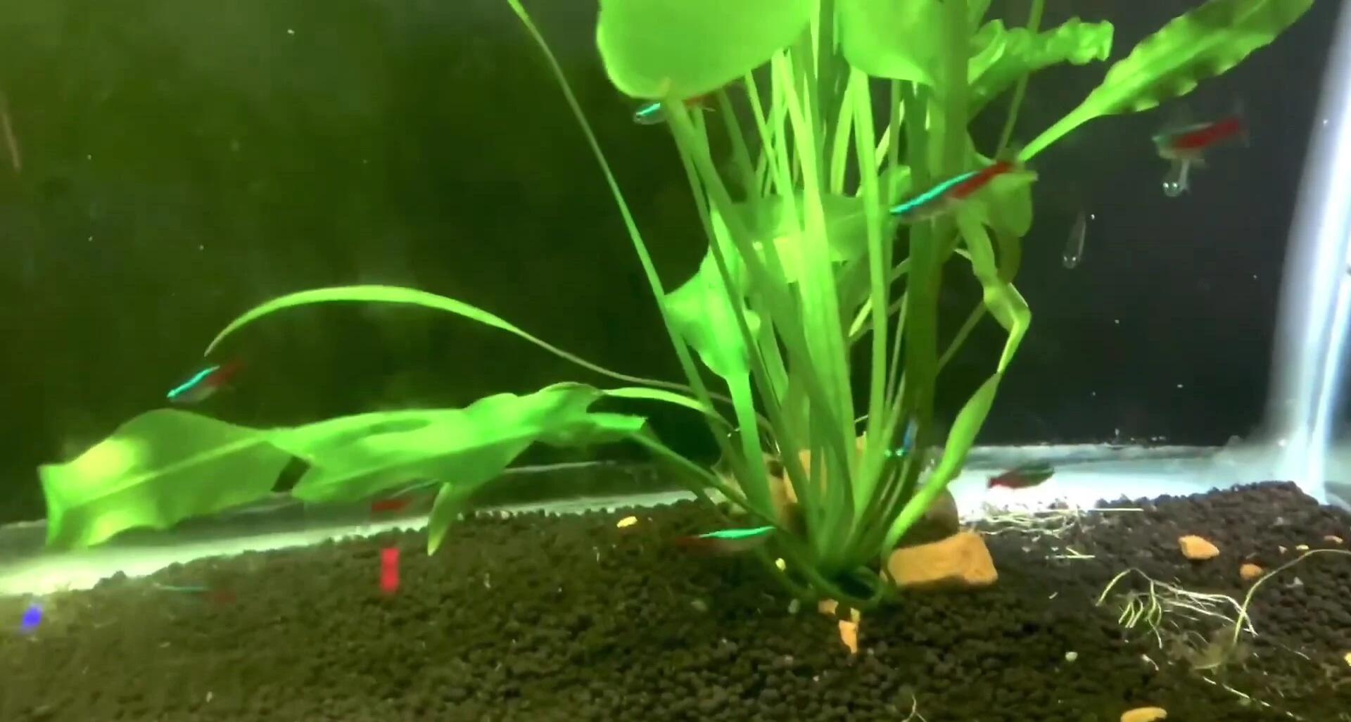 Close-up of neon tetras and plants