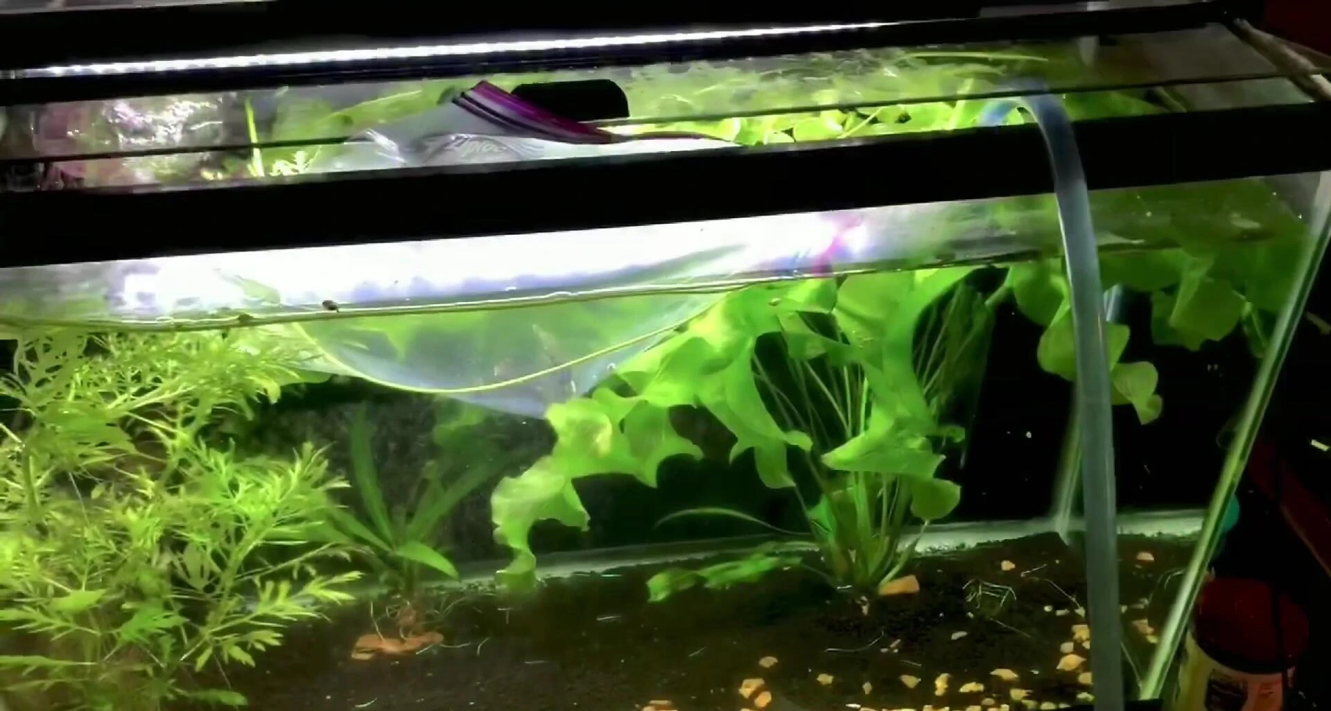 Temperature acclimation process