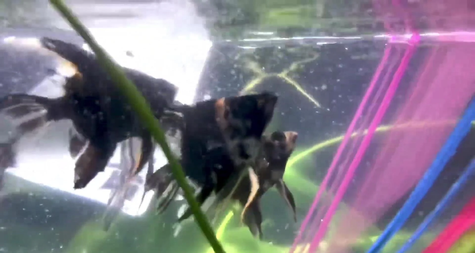 Adding angelfish to the community tank