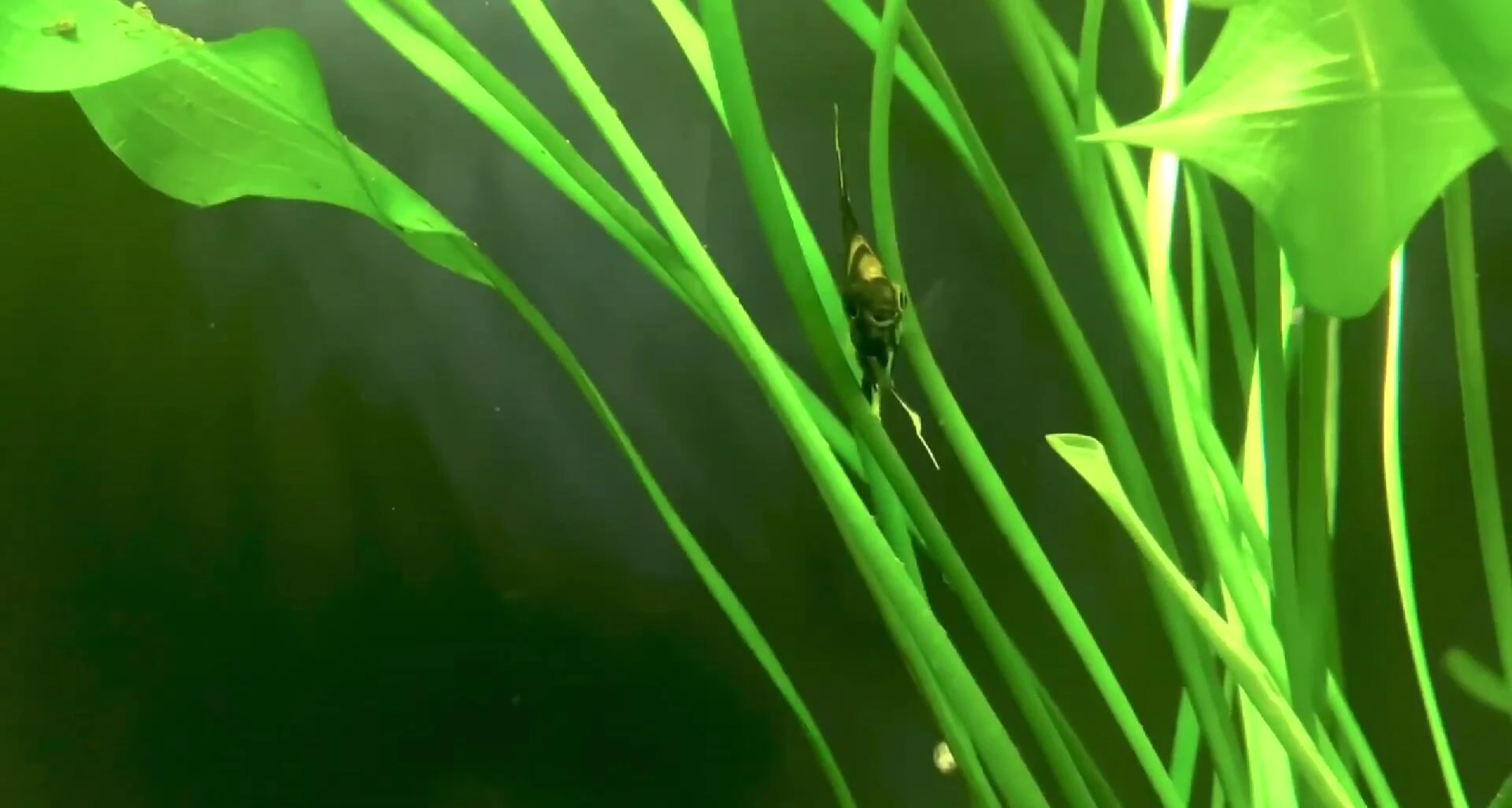 Water change during the follow-up visit