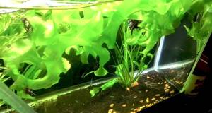 Marble Angelfish Community Tank: A Dad's Delight