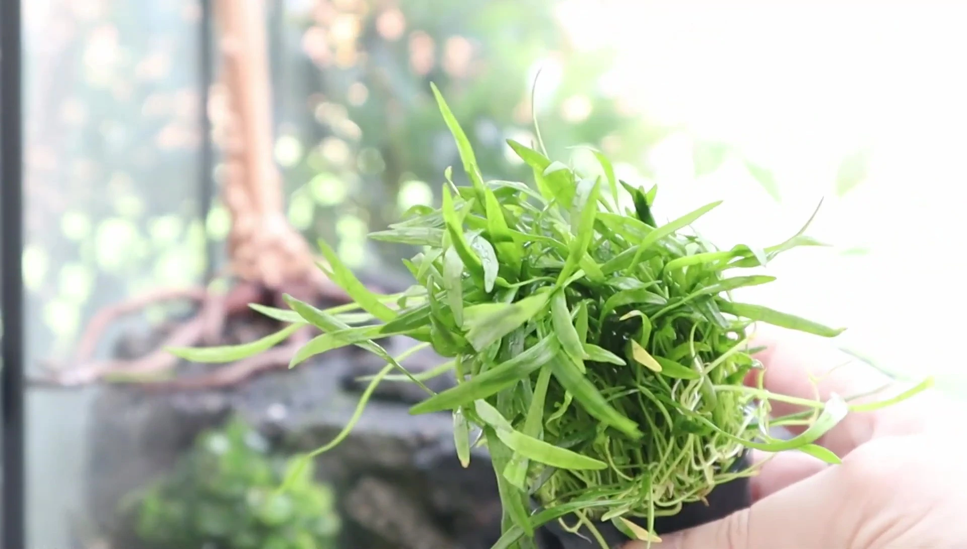 Planting various plants to create a jungle-like feel.
