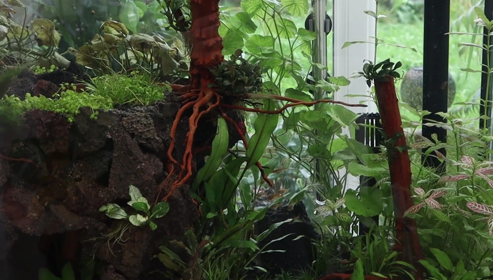 Introducing the Ember Tetras.