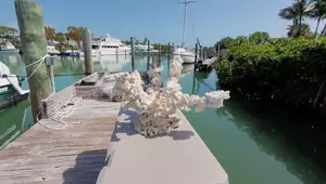 ARK Island Branch Rock Kit Review: DIY Aquascaping Made Easy