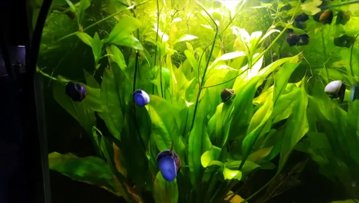 Egeria densa (Anacharis)