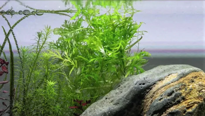 Egeria densa (Anacharis)