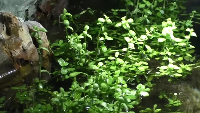 Egeria densa (Anacharis)