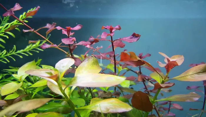 Ludwigia Repens