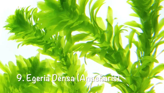 Egeria densa (Anacharis)
