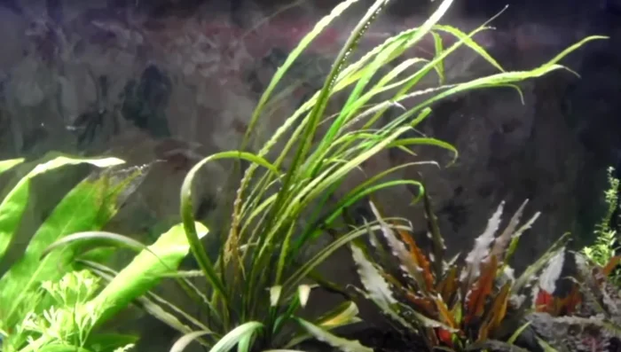 Cryptocoryne Retrospiralis