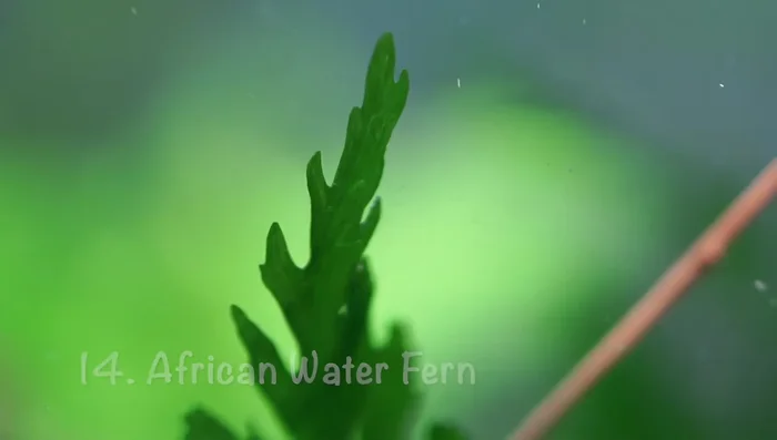 African Water Fern