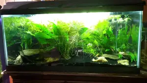 Top 15 Best Aquarium Background Plants for Beginners & Experts