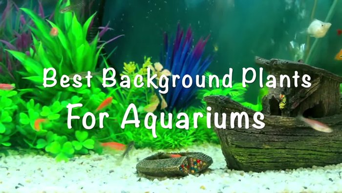 Introduction to aquarium plants and their benefits