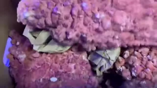 Close-up showcasing the pinkish-purplish color of the rock