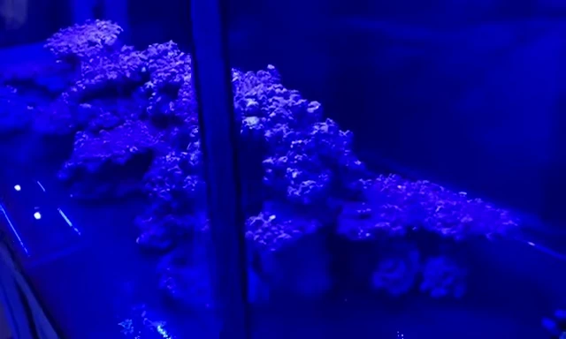 A comparison shot showing different types of aquascaping rock