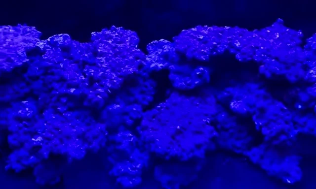 Showcase of the final aquascape layout using Aquaforest rock
