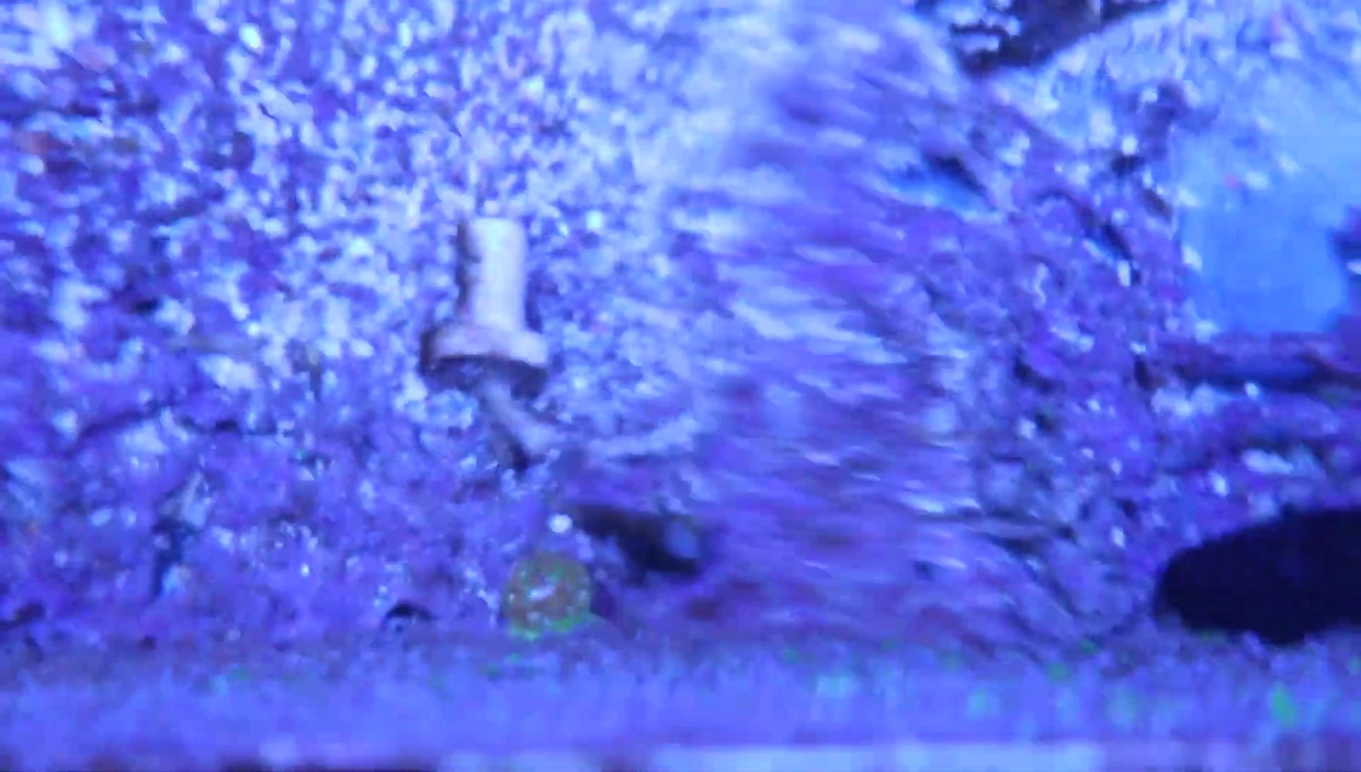 An anemone crawling over the GSP coral.